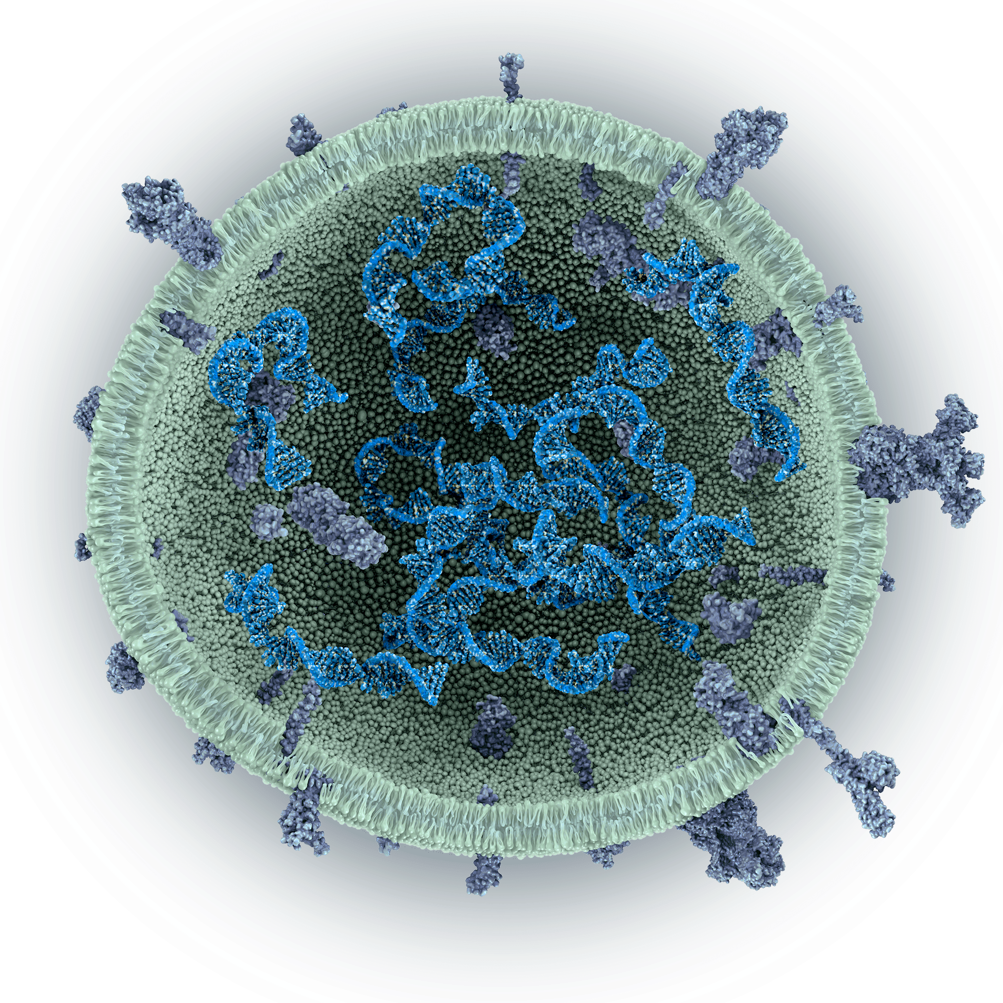 MEV (Microalgae Extracellular Vesicle) with oligonucleotides payload