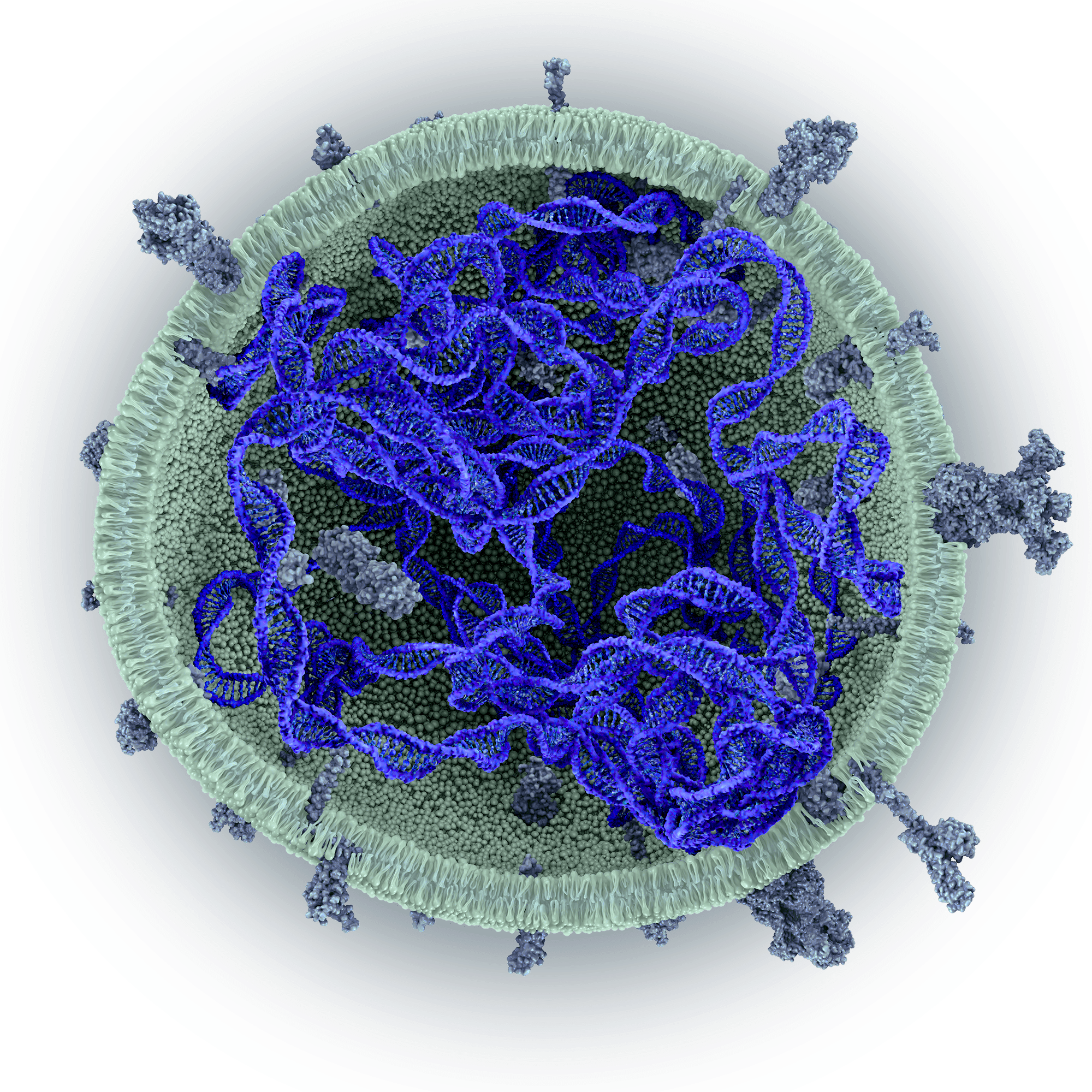 MEV (Microalgae Extracellular Vesicle) with plasmid payload