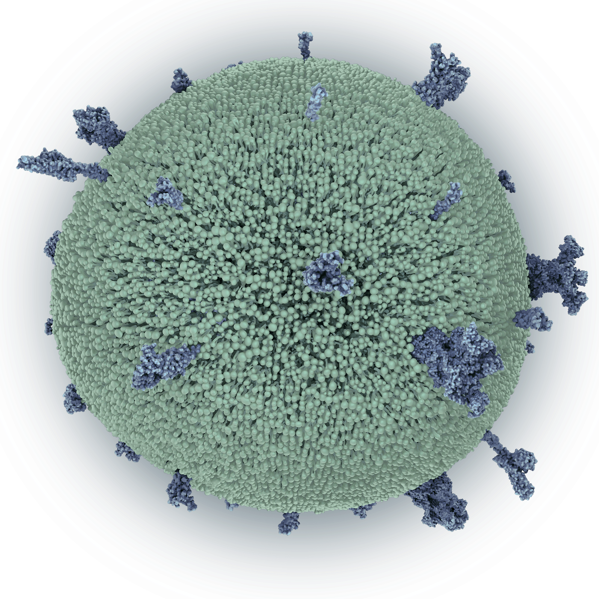 MEV (Microalgae Extracellular Vesicle)
